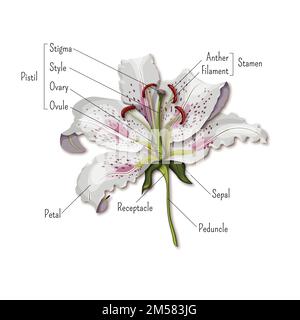 Parts of the flower infographics. Lily flower anatomy. Science for kids. Cartoon style vector illustration. Stock Vector