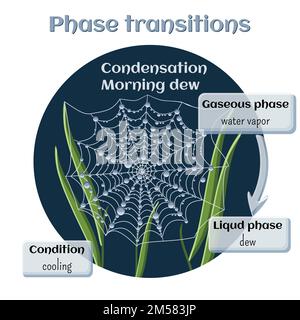 Changes of states. Part 4 of 6. Water condensation - morning dew. Phase transition from gaseous to liquid state. Educational infographics. Cartoon vec Stock Vector