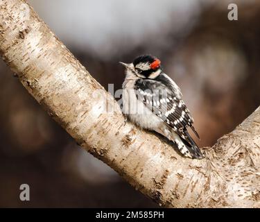 A selective focus of a male Downy woodpecker, Dryobates pubescens sitting on a tree branch Stock Photo