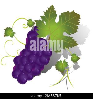 Isolated purple grapes and leaves with gradient shadow; vector illustration Stock Vector