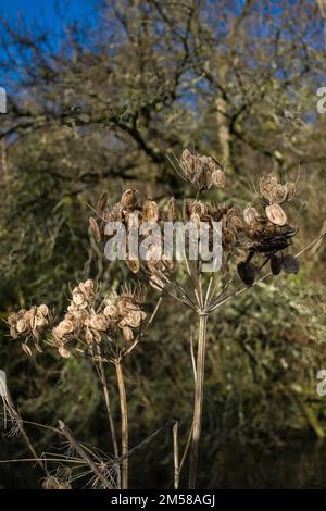 Dried cow parsnip in Winter with a background of Winter trees. Stock Photo