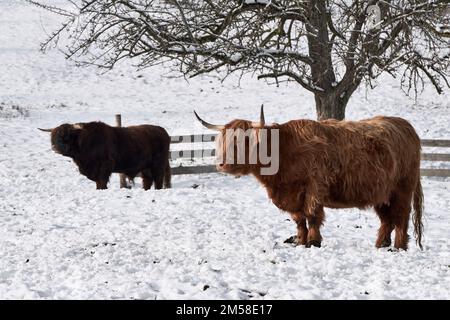 Highland cattle standing in snow on pasture during a cold winter day Stock Photo