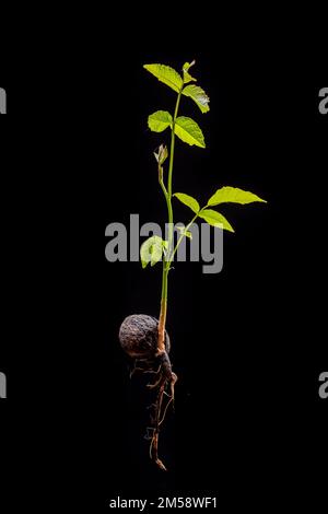 Young leaves of an walnut sprout with roots isolated front of a back background. Complete walnut tree. Stock Photo