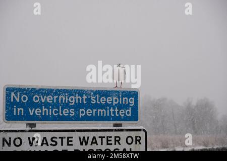 Callander, Scotland, UK. 27th December 2022. Black headed Gull perched on a sign in the snow at the River Teith.  Credit: Craig Brown/Alamy Live News Stock Photo