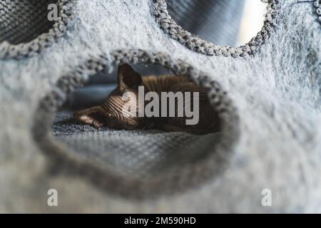 Devon Rex cat sleeping inside a cat house. High quality photo Stock Photo