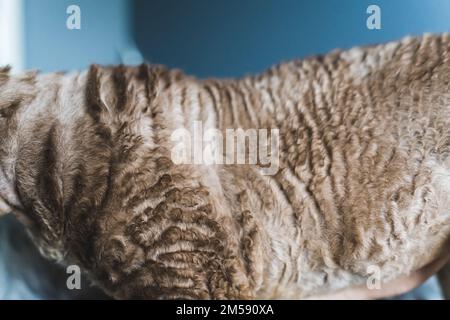 Grey tabby Devon Rex cat fur close-up . High quality photo Stock Photo