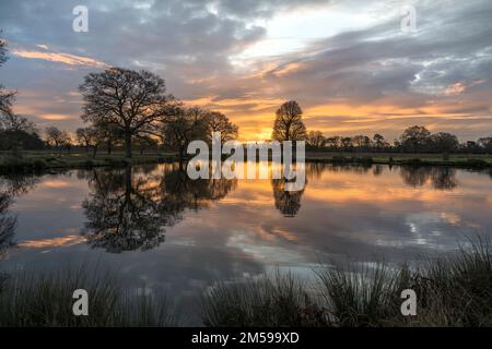 The sun is about to rise over Bushy Park ponds in December Stock Photo