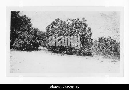 Original caption: "Palm Springs - Fig trees on the Lee Arenas ranch Palm Springs.". 1936 - 1942. Pacific Region (Riverside, CA). Photographic Print. Department of the Interior. Office of Indian Affairs. Mission Agency. 11/15/1920-6/17/1946. Photographs Stock Photo