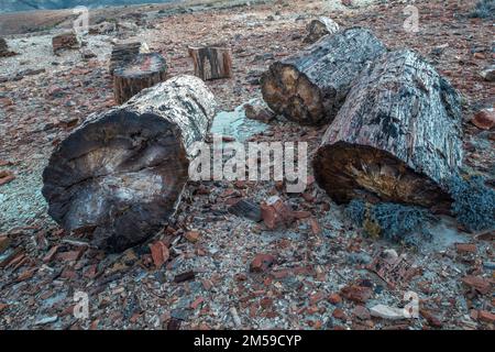 Der versteinerte Wald von Jaramillo in Patagonien, Argentinien. Stock Photo