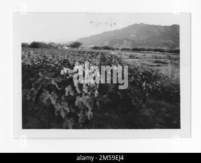 Original caption: 'Soboba - Garden IR&R, June 1937, showing a portion of the bean patch of Rafael Morales. Besides corn, melons, tomatoes, squash, and other vegetables are doing well in this garden.'. 1936 - 1942. Pacific Region (Riverside, CA). Photographic Print. Department of the Interior. Office of Indian Affairs. Mission Agency. 11/15/1920-6/17/1946. Photographs Stock Photo