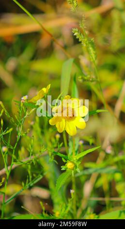 A vertical closeup of Bidens cernua, nodding bur-marigold. Stock Photo