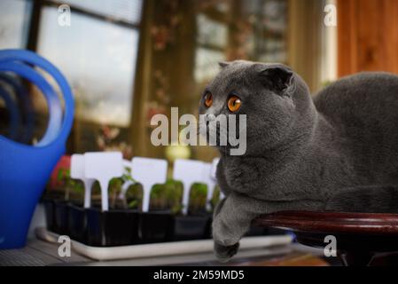 grey-blue Scottish fold cat and a seedling on a home window Stock Photo