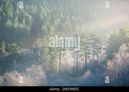 Winter sunlight filters through pine trees above a frost-covered woodland in Northumberland National Park, England. Stock Photo