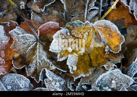 Fallen oak leaves with bronze, orange and red colours in late Autumn and early Winter on a cold and frosty morning with delicate ice in the English Stock Photo