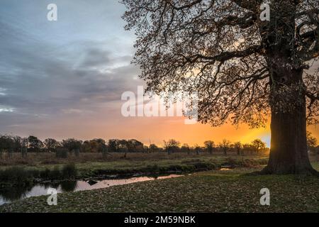 Magnificent winter sunrise at Bushy Park in Surrey England Stock Photo