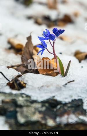 First spring flowers of Scilla bifolia, the alpine squill or two-leaf squill in snow at spring. Crimea Stock Photo