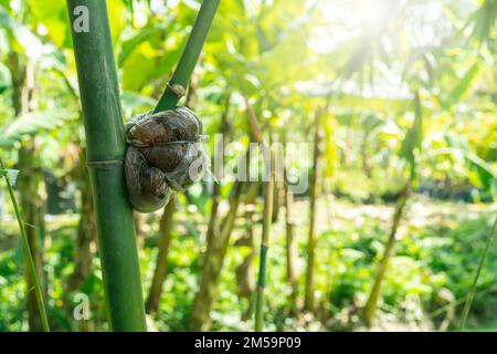 Air layering a bamboo branch in an organic garden. Air layering bamboo plant propagation. Organic agriculture farm. Bamboo propagation. Bamboo with Stock Photo