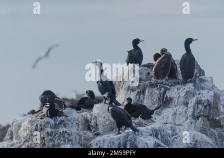 Shags ( Gulosus aristotelis ) at a nesting site on a rock off the coast of Dunbar, East Lothian, Scotland, UK. In the UK they breed on coastal sites, Stock Photo