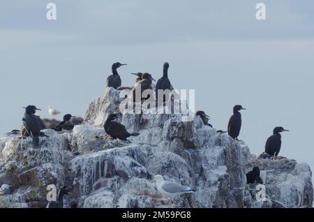 Shags ( Gulosus aristotelis ) at a nesting site on a rock off the coast of Dunbar, East Lothian, Scotland, UK. In the UK they breed on coastal sites, Stock Photo