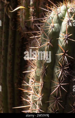 dracaena mini Shop 'Dracaena marginata kiwi' Care & Growing Guide main image 1