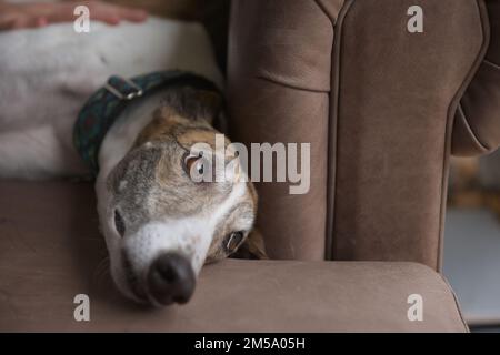 Owners hand gently comforts tired greyhound dog as she relaxes lying down on a brown leather sofa aka couch. Pet dog also looks out of large window Stock Photo