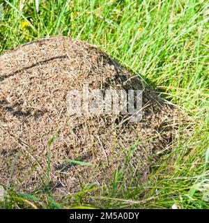 An anthill in a green meadow in the grass. Stock Photo