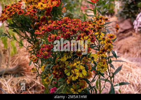 Bunch of Helenium autumnale flowers shot from above Stock Photo
