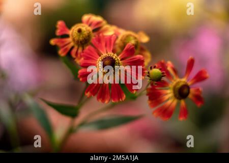 Bunch of Helenium autumnale flowers shot from above Stock Photo