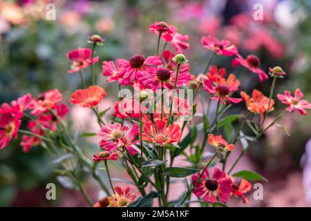 Bunch of Helenium autumnale flowers shot from above Stock Photo