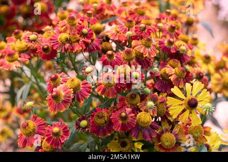 Bunch of Helenium autumnale flowers shot from above Stock Photo