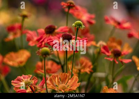 Bunch of Helenium autumnale flowers shot from above Stock Photo