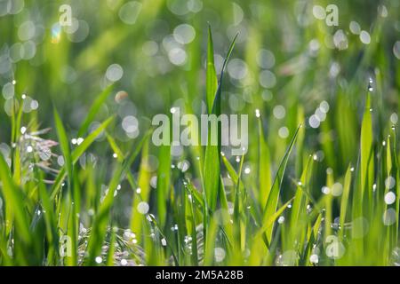 Green grass and drops of morning dew Stock Photo