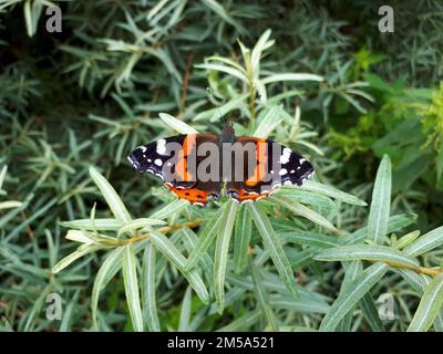 A Vanessa atalanta butterfly perching on plant Stock Photo