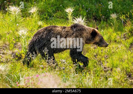 Grizzly bear yearling cub; (Ursus arctos horribilis); Grizzly Bear; Ursus arctos horribilis;  Togwotee Pass; 9,655 feet; Continental Divide; Absaroka Stock Photo