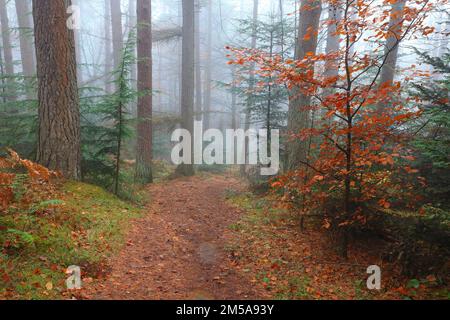 Misty Winter day in Hamsterley Forest with a footpath through the trees. County Durham, England, UK. Stock Photo
