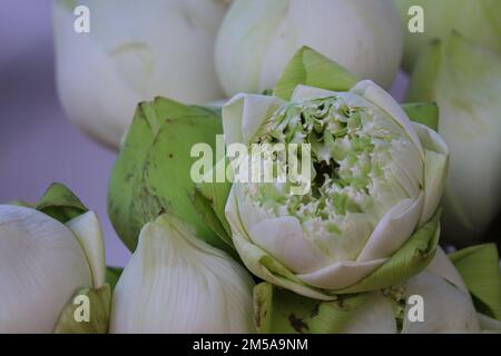 Lotus petal folding, Thai style folding fresh flowers art that transform petal by folding techniques for worship holy objects Stock Photo