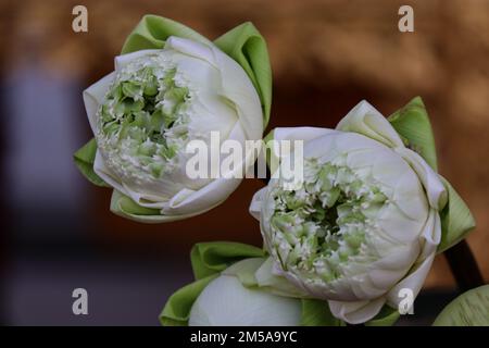 Lotus petal folding, Thai style folding fresh flowers art that transform petal by folding techniques for worship holy objects Stock Photo