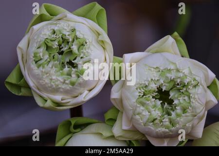 Lotus petal folding, Thai style folding fresh flowers art that transform petal by folding techniques for worship holy objects Stock Photo