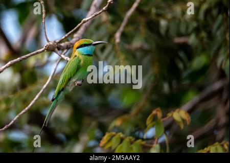 Green bee-eater or Merops orientalis perching on a twig Stock Photo