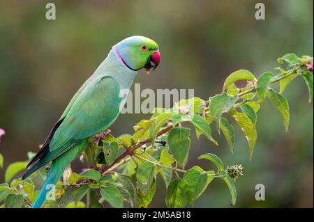 Rose-ringed parakeet or Psittacula krameri known as the ring-necked parakeet Stock Photo