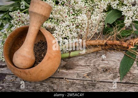 Root and leaf Sambucus ebulus, also known as danewort, dane weed, danesblood, walewort, dwarf elderberry, Powder from the root in a wooden mortar with Stock Photo