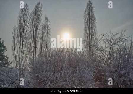 winter scenery of snow and ice covered trees and bushes against a bright but hazy sky with the shining sun at the center of the image Stock Photo