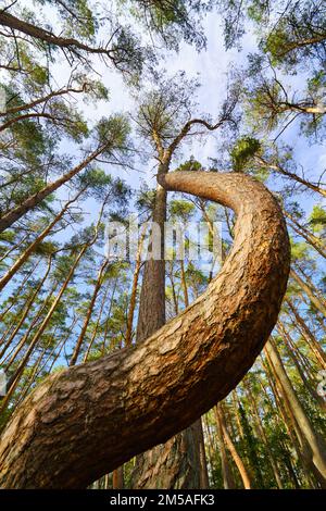 The Look up into the treetops, magic corkscrew pine trees. Bottom view background. Treetops framing the sky. The tops of the pines From Low Angle. Tre Stock Photo