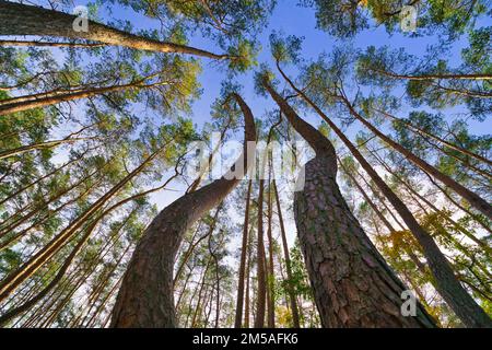 The Look up into the treetops, magic corkscrew pine trees. Bottom view background. Treetops framing the sky. The tops of the pines From Low Angle. Tre Stock Photo