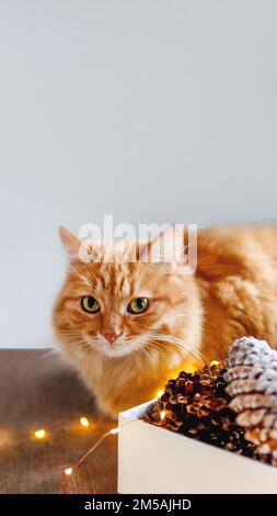 Cute ginger cat on wooden table near box with pine cones and light bulbs. Scandy style. Preparation for Christmas and New Year celebration. Stock Photo