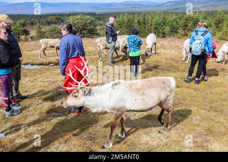 Tourist,tourists,tourist attraction,attend,on,a,daily,reindeer,reindeers,tour,guided tour,with,experts,from,the,Cairngorm Reindeer Centre.Visit, Britain's, only, free-ranging, herd, of, reindeer, in their, natural, environment, learn, all about them from your, guide, and, walk, right in, amongst, them on a, guided, Hill Trip. Ranging,on,the Cairngorm Mountains,the,herd,is,consists,of,about,150,deer,reindeer,roaming,freely,since,1952.Glenmore,Aviemore,Cairngorms,Highlands,Scotland,Scottish,Europe,European, Stock Photo