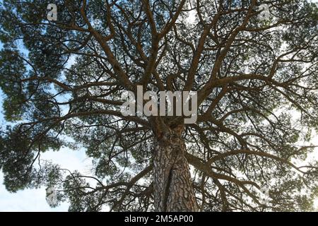 Stone pine Pinus pinea Stock Photo