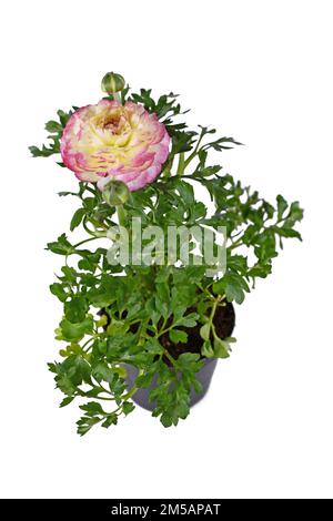 Potted 'Ranunculus Asiaticus' plant with pink flowers on white background Stock Photo