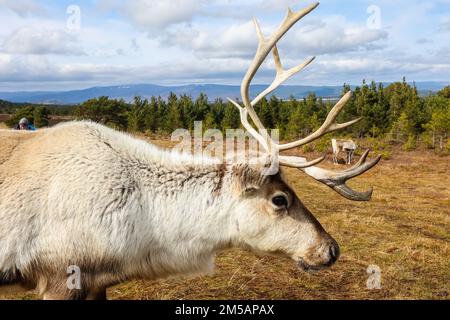 Tourist,tourists,tourist attraction,attend,on,a,daily,reindeer,reindeers,tour,guided tour,with,experts,from,the,Cairngorm Reindeer Centre.Visit, Britain's, only, free-ranging, herd, of, reindeer, in their, natural, environment, learn, all about them from your, guide, and, walk, right in, amongst, them on a, guided, Hill Trip. Ranging,on,the Cairngorm Mountains,the,herd,is,consists,of,about,150,deer,reindeer,roaming,freely,since,1952.Glenmore,Aviemore,Cairngorms,Highlands,Scotland,Scottish,Europe,European, Stock Photo
