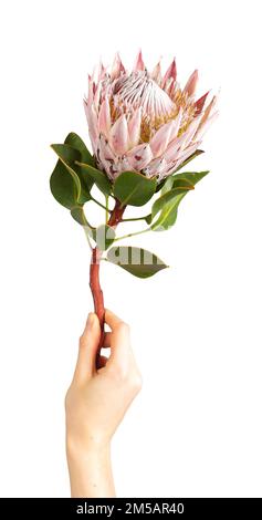 Protea flower in hand isolated on white background. Holding tender gentle floral plant, bloom on thick stem. Botanical photo. High quality photo Stock Photo